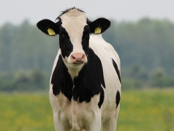 Holstein