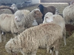 Merinos